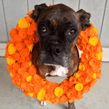 Thumbnail image for Fall Rosette Wreath