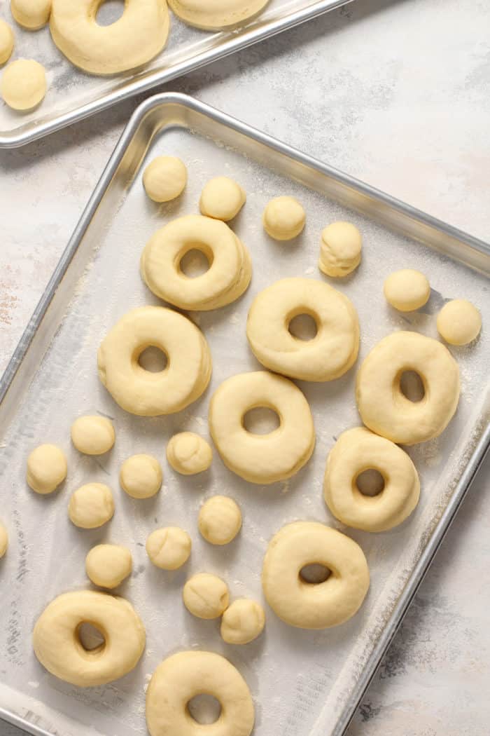 Cut and risen doughnuts on a baking sheet, ready to be fried.